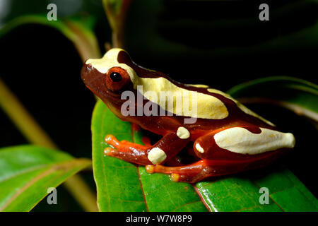 Beireis treefrog' (Dendropsophus leucophyllatus) sur feuille, Guyane française. Banque D'Images