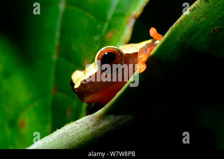 Beireis treefrog' (Dendropsophus leucophyllatus) sur feuille, Guyane française. Banque D'Images