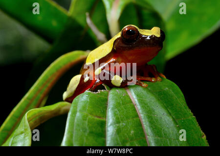 Beireis treefrog' (Dendropsophus leucophyllatus) sur feuille, Guyane française. Banque D'Images