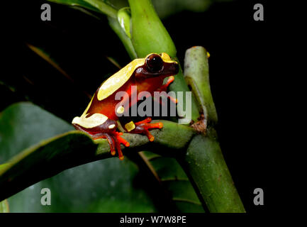 Beireis treefrog' (Dendropsophus leucophyllatus) sur feuille, Guyane française. Banque D'Images