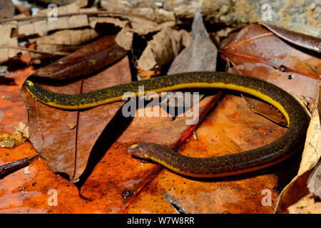 Cécilien à deux lignes (Rhinatrema bivittatum) Guyane française. Banque D'Images