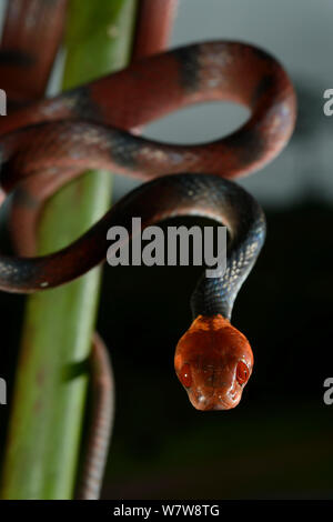 Télévision Tropical serpent (Siphlophis compressus) portrait, en Guyane française. Banque D'Images