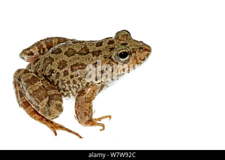 L'eau du Levant (frog Pelophylax bedriagae), l'EPTA Piges, Rhodes, Grèce, avril. Meetyourneighbors.net projet. Banque D'Images