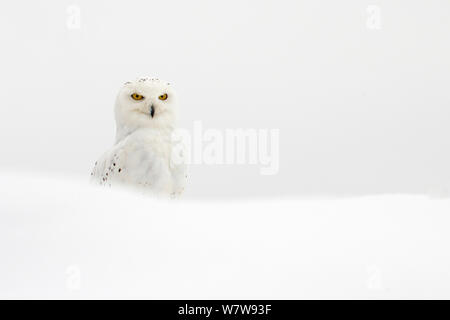 Le harfang des neiges (Bubo scandiacus) dans la neige, au Royaume-Uni, en janvier. En captivité. Banque D'Images