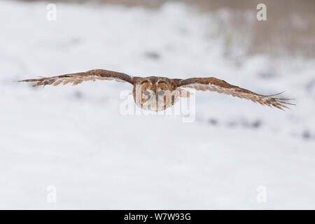 Tawny Owl (Strix Aluco enr) survolant la neige, UK, janvier. Prisonnier Banque D'Images