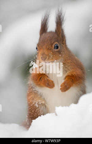 L'Écureuil roux (Sciurus vulgaris) dans la neige, au Royaume-Uni, en janvier. Prisonnier Banque D'Images