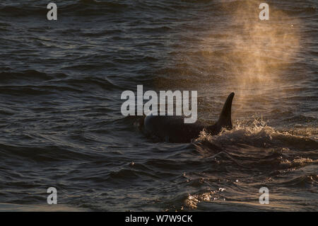 Orque (Orcinus orca) près de la côte tout en crachant de la chasse aux bébés phoques, lions de la Réserve provinciale de Punta Norte, péninsule Valdez, Chubut, en Patagonie argentine Banque D'Images