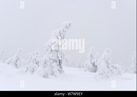 L'épinette de Norvège (Picea abies) arbres couverts de neige, Parc National de Harz, Brocken, Allemagne, février 2010. Banque D'Images