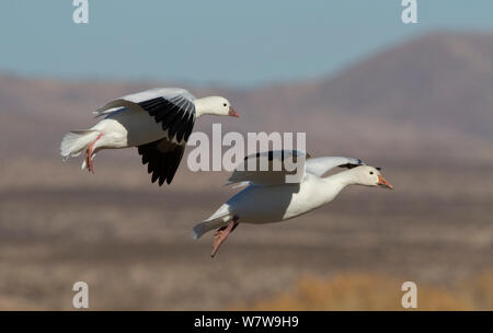 L'Oie de Ross (Chen rossii) en vol avec l'Oie des neiges (Chen caerulescens) Bosque del Apache, New Mexico, USA, janvier. Banque D'Images