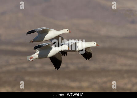 Trois Oies de Ross (Chen rossii), volant, Bosque del Apache, New Mexico, USA, janvier. Banque D'Images