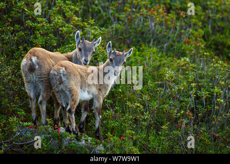 Bouquetin des Alpes (Capra ibex) deux jeunes côte à côte, Alpes Bernoises, Suisse, août. Banque D'Images