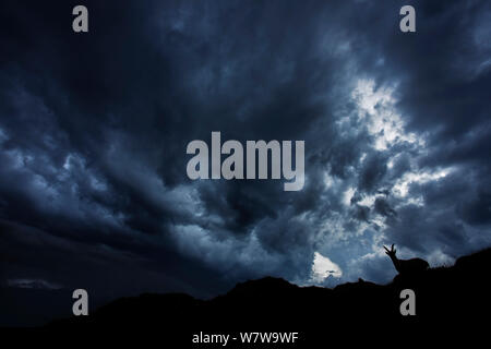 Bouquetin des Alpes (Capra ibex) silhouetted against cloudy sky, Alpes Bernoises, Suisse, août. Banque D'Images