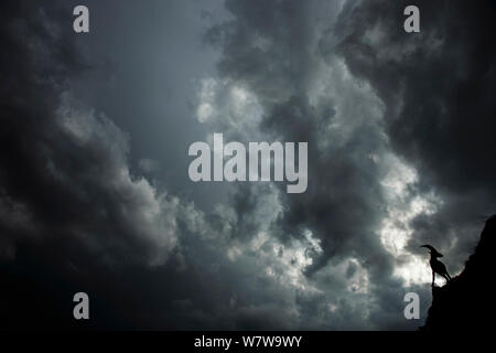 Bouquetin des Alpes (Capra ibex) silhouetted against cloudy sky, Alpes Bernoises, Suisse, août. Banque D'Images