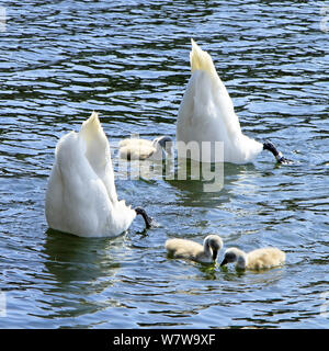 Famille Swan à l'envers dans l'eau Banque D'Images