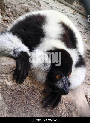 Noir et blanc de la gélinotte, le Varecia lemur variegatus Banque D'Images