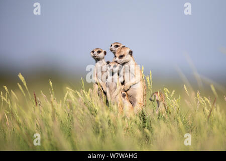 Meerkat (Suricata suricatta) groupe d'alerte permanent avec la mère, les jeunes de toilettage Makgadikgadi Pans, au Botswana. Banque D'Images