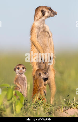 Meerkat (Suricata suricatta) Comité permanent des profils avec des bébés, Makgadikgadi Pans, au Botswana. Banque D'Images