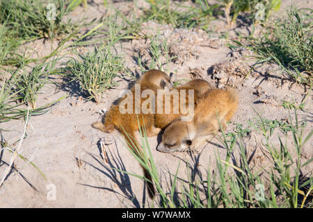 Meerkat (Suricata suricatta) bébés endormis, Makgadikgadi Pans, au Botswana. Banque D'Images