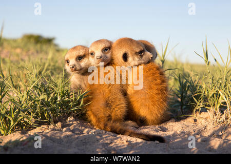 Meerkat (Suricata suricatta) les bébés se blottissent ensemble, Makgadikgadi Pans, au Botswana. Banque D'Images