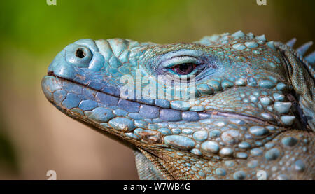 Grand Cayman Island blue iguana (Cyclura lewisi) close up portrait, dans programme de reproduction en captivité au Jardin botanique de la reine Elizabeth II, l'île Grand Cayman, îles Caïmans. Banque D'Images