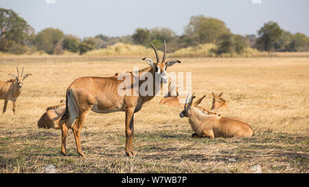 L'antilope rouanne (Hippotragus equinus) troupeau reposant, Busanga Plains, Kafue National Park, Zambie. Banque D'Images