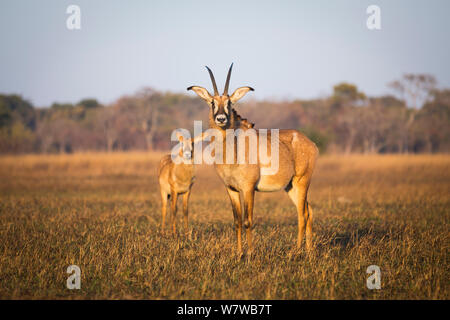 L'antilope rouanne (Hippotragus equinus) dans l'habitat avec les jeunes, Busanga Plains, Kafue National Park, Zambie. Banque D'Images