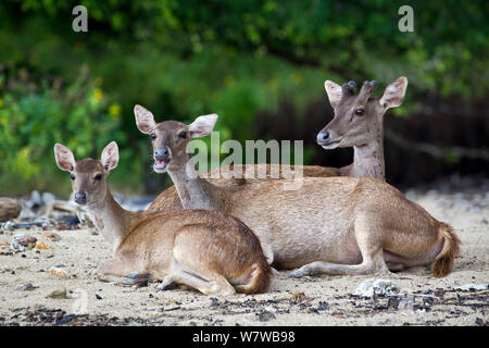 Timor oriental (cerfs Rusa timorensis) proie de dragon de Komodo (Varanus komodoensis) Le Parc National de Komodo, l'île de Komodo, en Indonésie. Banque D'Images