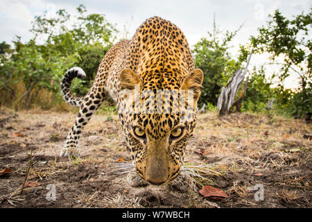 African leopard (Panthera pardus pardus) enquête sur la caméra. South Luangwa National Park, Zambie. Banque D'Images