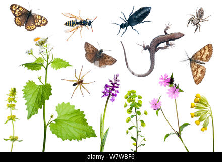 Composé de nombreuses espèces différentes de plantes, d'insectes et araignées lézard des murailles (Podarcis muralis) de Preporche, Bourgogne, France, avril. meetyourneighbors.net project Banque D'Images