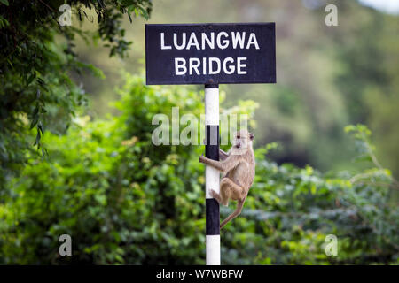 Babouin jaune (Papio cynocephalus) escalade &# 39;Pont Luangwa&# 39 ; signe, South Luangwa National Park, Zambie. Janvier. Banque D'Images
