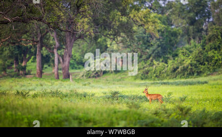 Un Puku (Kobus vardonii) debout dans le défrichement de la forêt au cours de South Luangwa&# 39;s Saison Emeraude, South Luangwa National Park, Zambie. Janvier. Banque D'Images