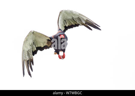 Aigle Bateleur (Terathopius ecaudatus) vol dans le parc national de South Luangwa, en Zambie. Janvier. Banque D'Images