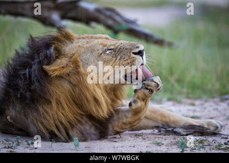 L'African lion (Panthera leo) lécher sa patte, South Luangwa National Park, Zambie. Février. Banque D'Images