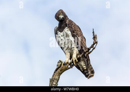 (Polemaetus bellicosus Martial Eagle) perché sur branch, South Luangwa National Park, Zambie. Mars. Banque D'Images