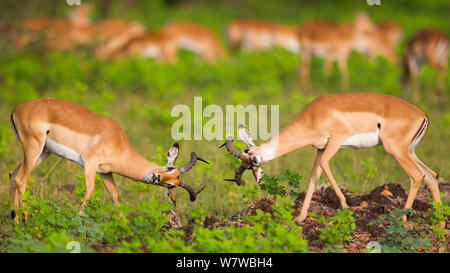 Deux hommes Impala (Aepyceros melampus) combats, South Luangwa National Park, Zambie. Mars. Banque D'Images