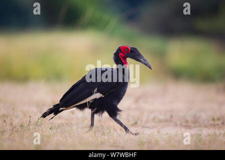{Bucorvus leadbeateri calao} marche sur le terrain, le parc national de South Luangwa, en Zambie. Avril. Banque D'Images