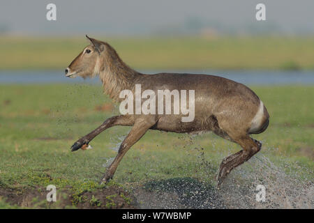 Cobe à croissant (Kobus ellipsiprymnus) sautant hors de l'eau, rivière Chobe, au Botswana, en novembre. Banque D'Images