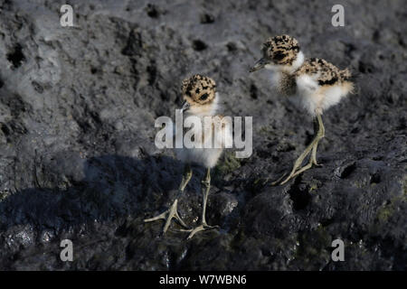 Blacksmith Plover (Vanellus armatus) les poussins, Chobe, au Botswana. Banque D'Images