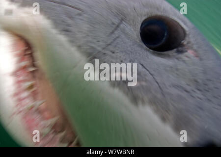 Grand requin blanc (Carchardon carcharias) close up of eye et les dents, False Bay, Afrique du Sud Banque D'Images