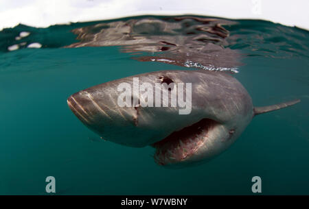 Grand requin blanc (Carchardon carcharias) Gansbaai, Afrique du Sud Banque D'Images