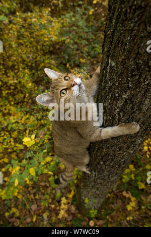 Chat sauvage (Felis silvestris) escalade arbre, Forêt Noire, Bade-Wurtemberg, Allemagne. Octobre. Banque D'Images