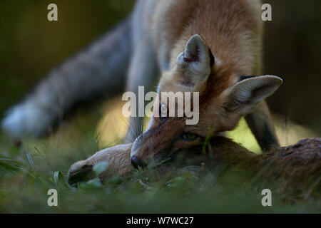 Le renard roux (Vulpes vulpes) se nourrir de chevreuils, Forêt Noire, Bade-Wurtemberg, Allemagne. En août. Banque D'Images