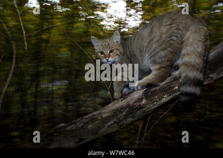 Chat sauvage (Felis silvestris) escalade arbre, Forêt Noire, Bade-Wurtemberg, Allemagne. Octobre. Banque D'Images