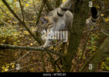 Chat sauvage (Felis silvestris) escalade arbre, Forêt Noire, Bade-Wurtemberg, Allemagne. Octobre. Banque D'Images