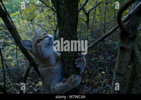 Chat sauvage (Felis silvestris) escalade arbre, Forêt Noire, Bade-Wurtemberg, Allemagne. Octobre. Banque D'Images