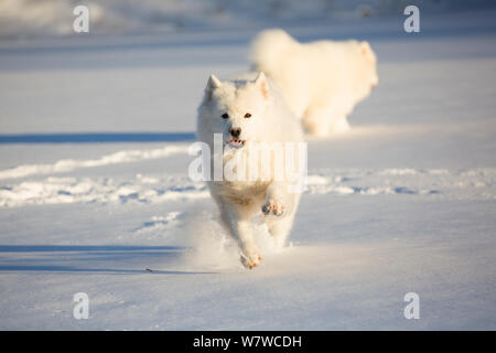 Samoyède chien qui court dans la neige, Ledyard, Connecticut, USA. Non exclusivité. Banque D'Images