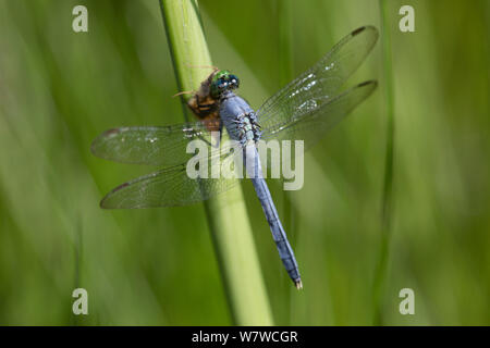 L'Est de l'Pondhawk Erythemis simplicicollis (Libellule) avec papillon proie, North Guilford, Connecticut, USA, juillet. Banque D'Images