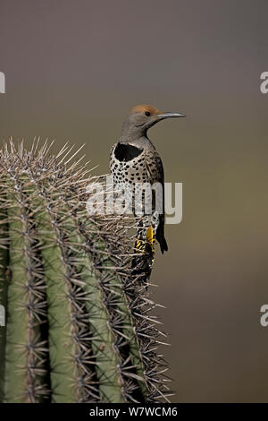 Femme Pic flamboyant (Colaptes auratus), Arizona, USA, février. Banque D'Images