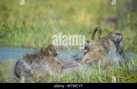 Deux babouins Chacma (Papio hamadryas ursinus). Babouin deux combats dans l'eau peu profonde, la rivière Khwai, Moremi, Botswana. Banque D'Images