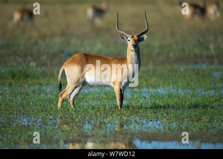 Cobes lechwes rouges mâles (Kobus leche) Comité permanent en eau peu profonde, le delta de l'Okavango, au Botswana. Banque D'Images